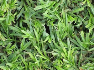 LM Grass
