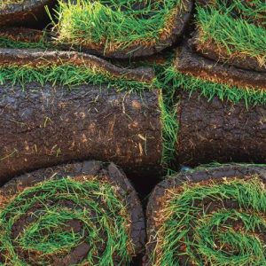 Establishing a new lawn can be a daunting task