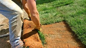 Establishing a new lawn can be a daunting task